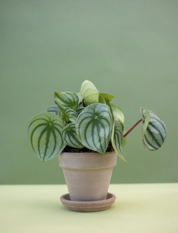 Planten | De Psychologenstudio
